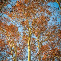 46398208_1345585918912112_1179593839925526528_n